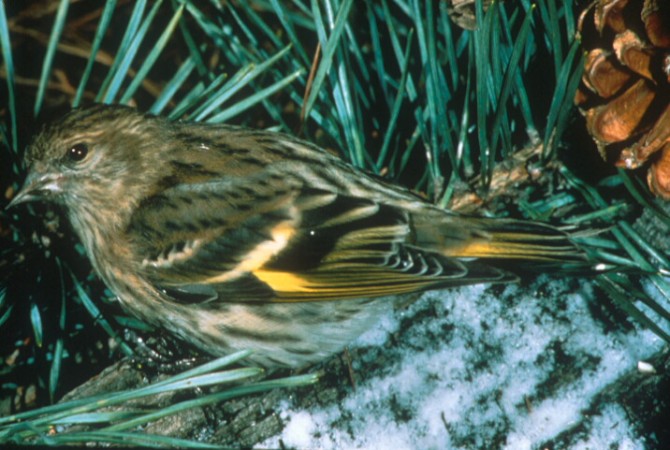 Pine Siskin