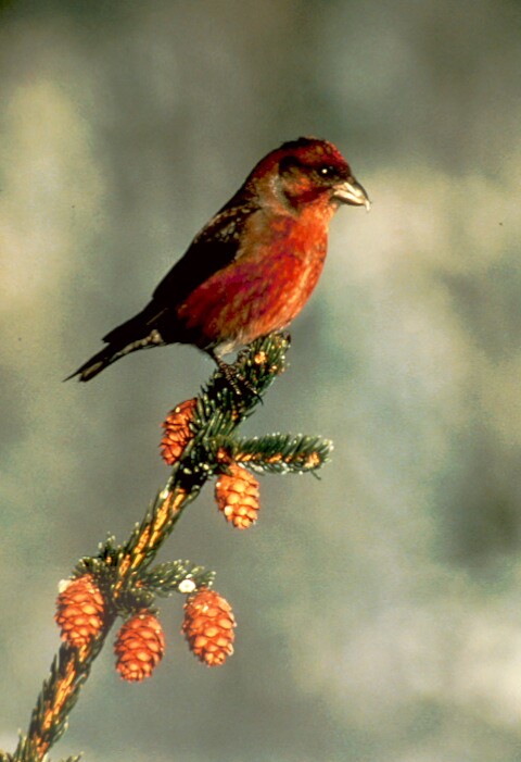 Red Crossbill