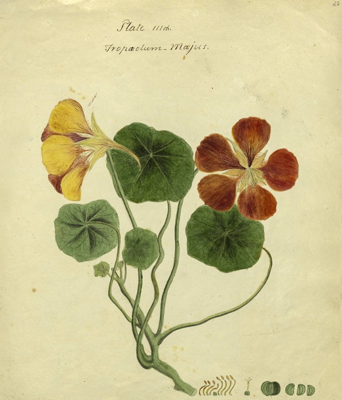 watercolor botanical illustrations