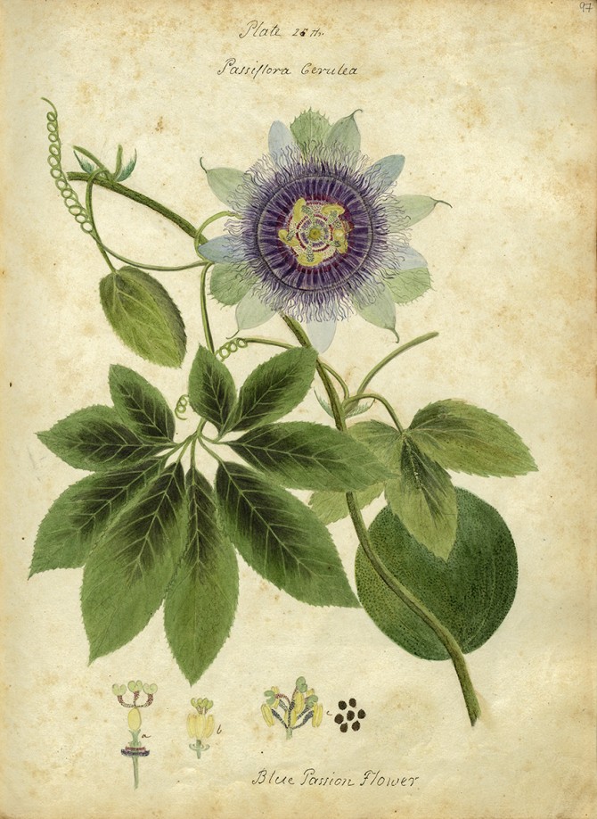watercolor botanical illustrations