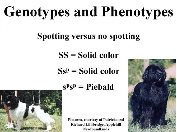 a page from the online canine genetics course