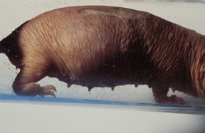 baby naked mole-rat