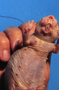 breeding female naked mole-rats