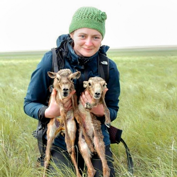 Dr. Wendy Beauvais with two saiga antelope