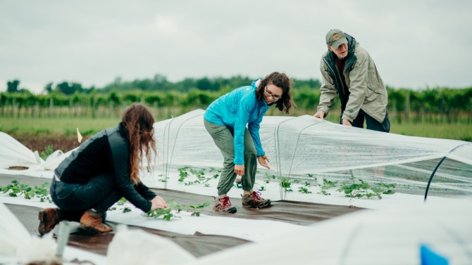 Professor Greg Loeb working students in a strawberry field