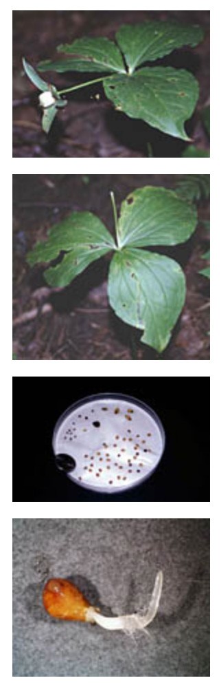 a seed-filled trillium fruit before deer predation and after
