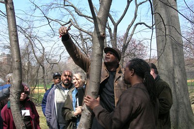 Gary Saunders shows how to prune a tree