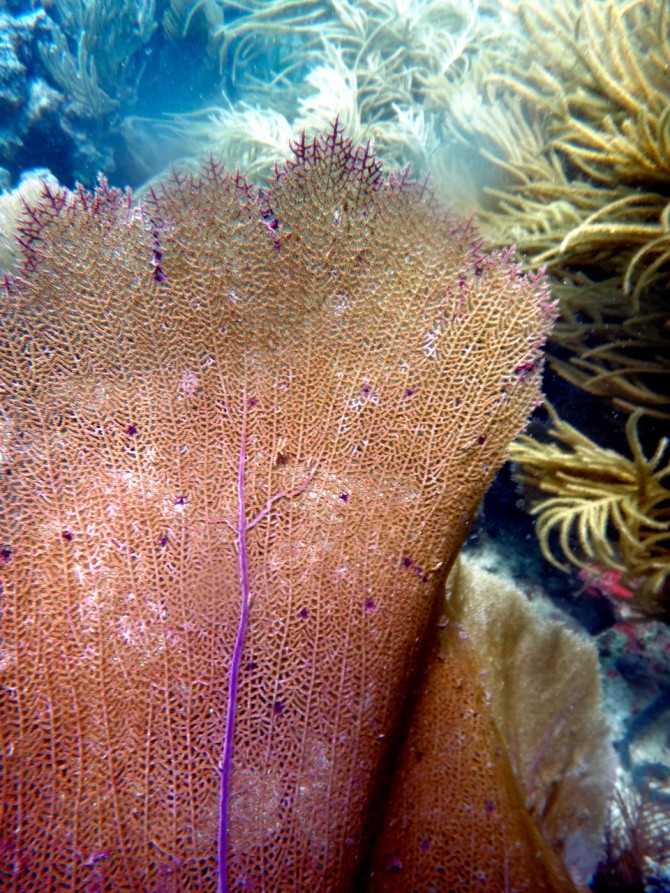 purple dots on coral