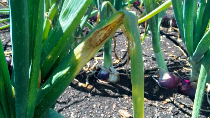 Onion crops affected by Stemphylium