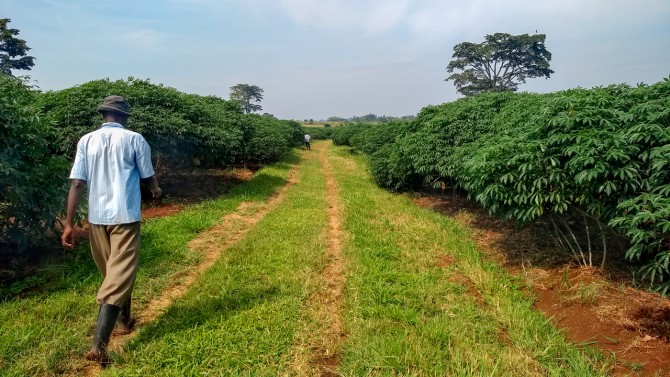 Cassava trees
