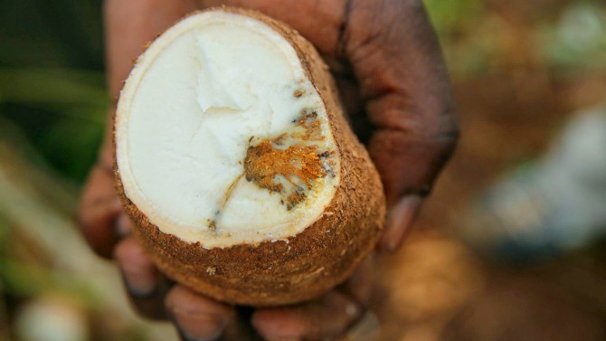 cassava root with brown streak