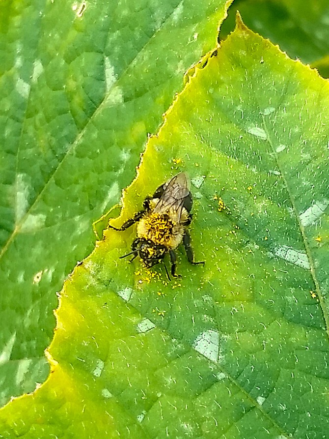bumblebee on a leaf