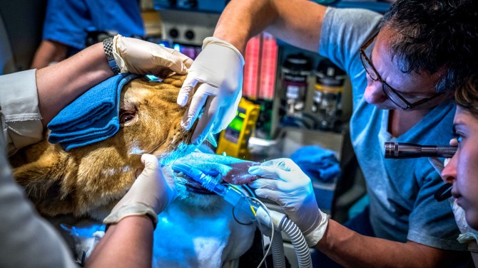 Lioness mouth checkup