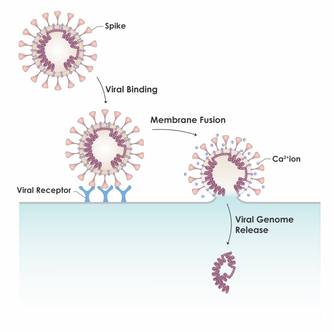 viral spike protein