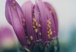 Inside a greenhouse, aphids invade the petals of a chrysanthemum.