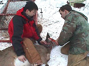 Cornell graduate students Bazartseren Boldgiv, left, and Rob Pooler fasten an identifying ear tag to a female white-tailed deer