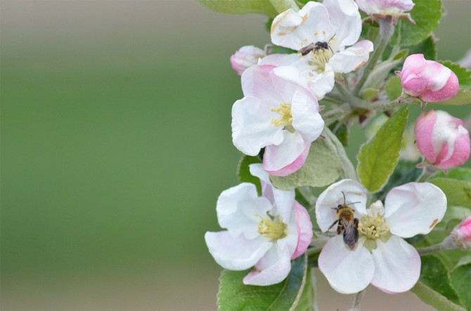 Native ground nesting bees visit apple blossoms