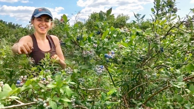 Talia Isaacson picks blueberries