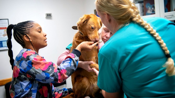 Noma, Chelsea Pickthorn’s dog, eats a treat as staff at the Cornell Veterinary Biobank take a blood sample.