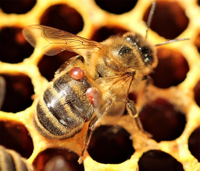 A worker bee with two Varroa mites