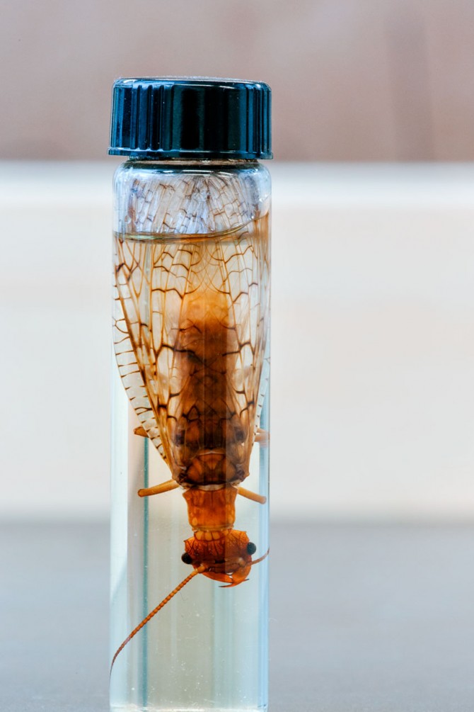 An adult dobsonfly in alcohol.
