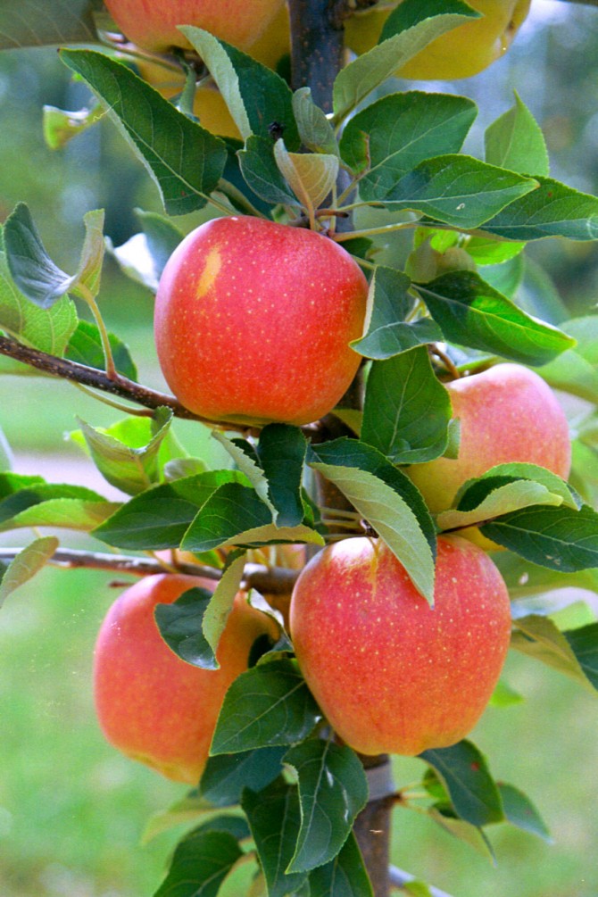 Firecracker apples in orchard
