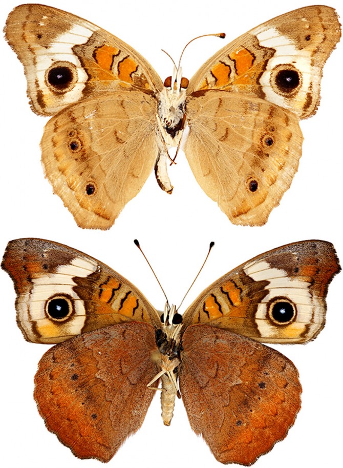 common buckeye butterflies