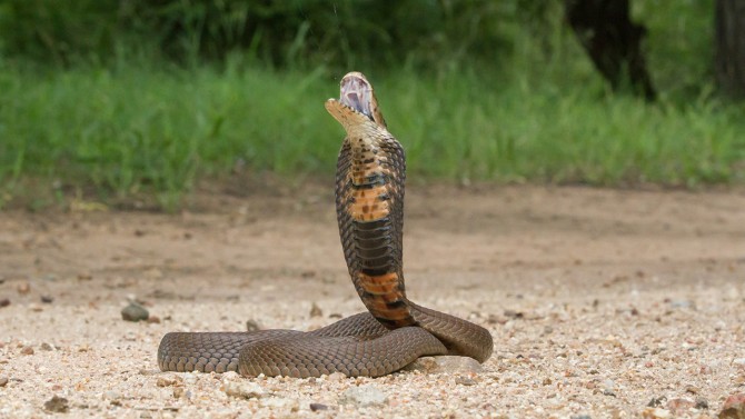 Study: Did Cobras First Spit Venom To Scare Pre-humans? | Mirage News