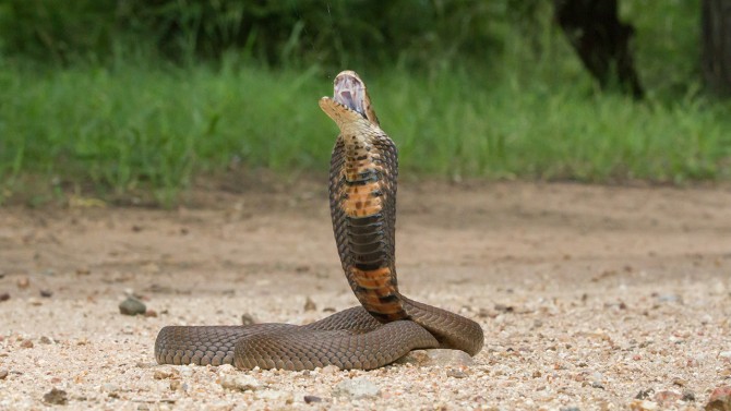 The Mozambique spitting cobra