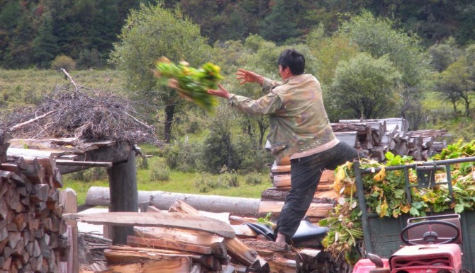Chinese farmer throws turnip plants onto wood pile