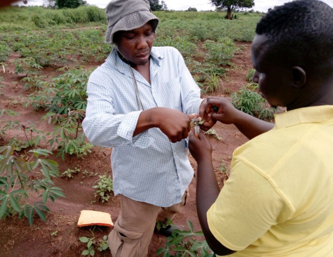 two men look at a cassava plant in a field