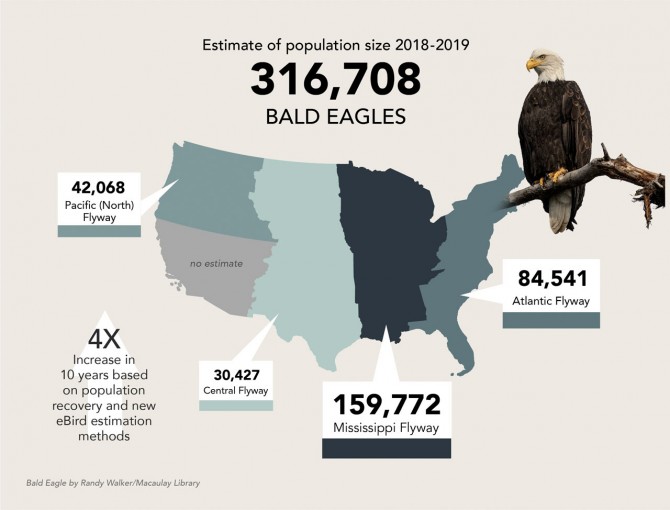 Bald eagle count graphic