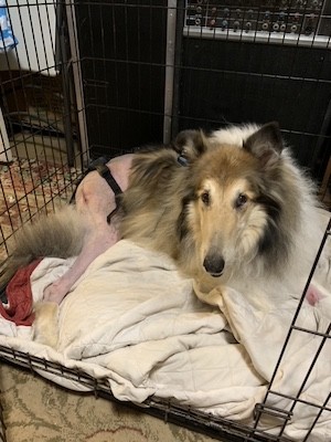 A rough collie after surgery on its back right leg sits in a crate