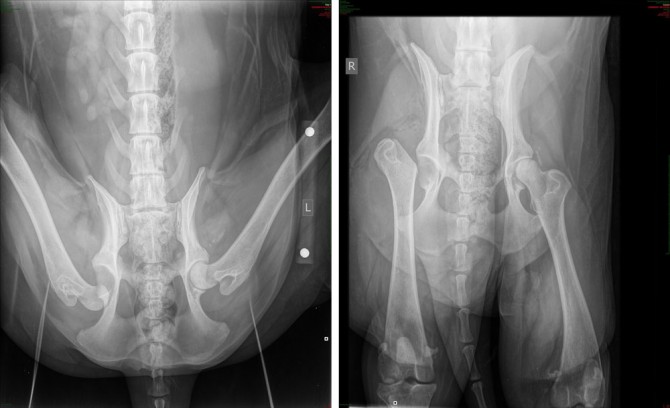 On left, the x-ray of a rough collie's legs before surgery, and on the right, post-surgery