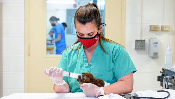 nurse feeding beaver kit