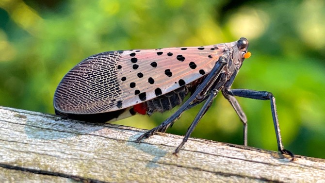 Spotted Lanternfly Spreading In New York State | Cornell Chronicle