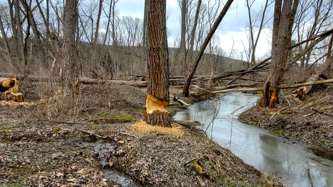 Beavers and the damage they cause to trees, shown here, is part of the ecosystem at the Fischer Old-growth Forest natural area.