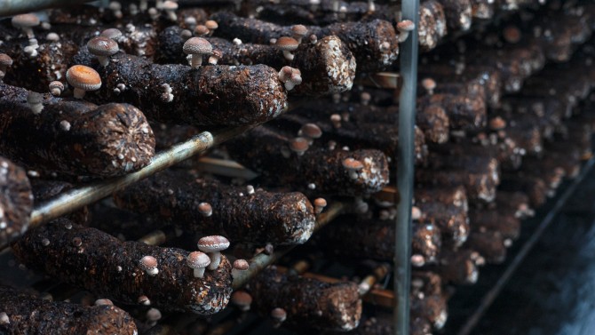 Shiitake mushroom spores grow year-round on logs in Amish farmer Sam Peachey’s greenhouses in Ovid, New York.