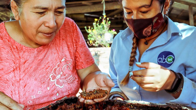 A Colombian farmer and a member of the non-profit ABC Colombia examine a hive of stingless Melipona bees.