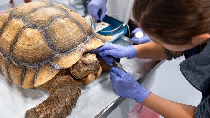 Obtaining a heart rate on chelonians like this giant tortoise can be difficult if the animal is feeling defensive. Measuring the pulse rate at the temporoorbital artery can be less stressful for the patient.