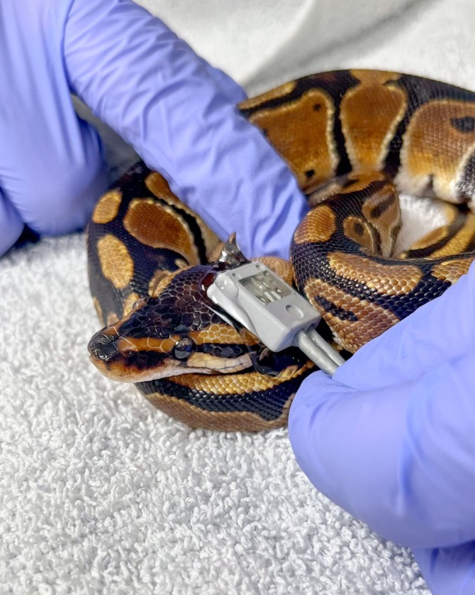 Researchers measure the pulse rate at the temporoorbital artery of a ball python. 