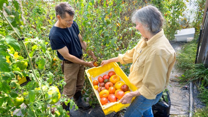 Doug Newman inspects heirloom tomatoes with Mary McGarry-Newman, his wife, in their greenhouse at Buried Treasures Organic Farm in Groton, New York.