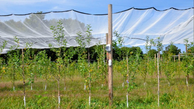 A mesh shade cloth covers young apple trees at Cornell's Hudson Valley Research Lab in Highland, New York.