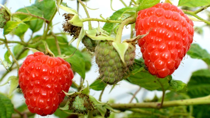 Crimson Blush raspberries