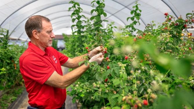 Courtney Weber, professor in Cornell AgriTech's berry breeding program, with crimson beauty raspberries.