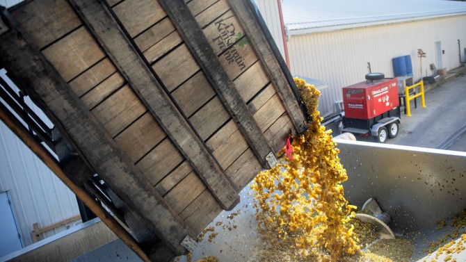 Just-picked riesling grapes go into the crusher destemmer before the juice is fermented for the 2024 vintage of wines at Dr. Konstantin Frank Winery.