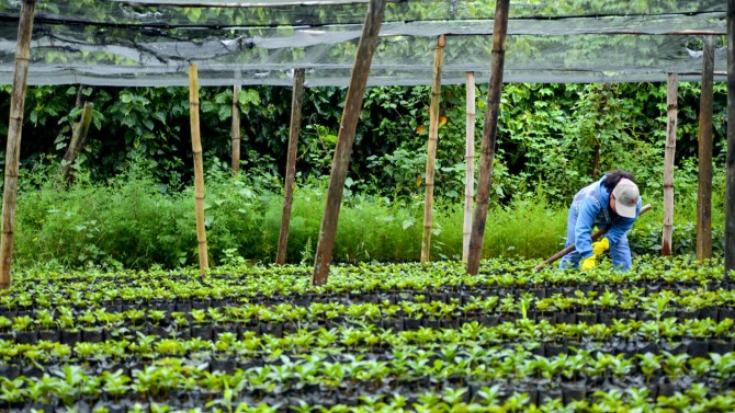 A nursery in Guatemala.