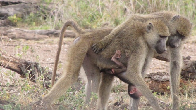 Wild female baboons near Amboseli National Park, Kenya