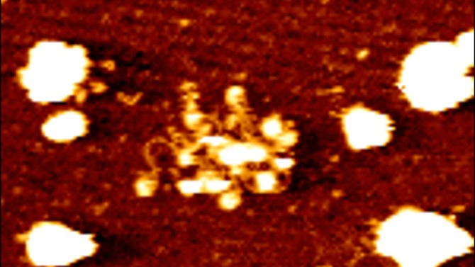 Outer membrane DNA on EVs, as captured by atomic force microscopy, reveals a “beads-on-a-string” chromatin structure.