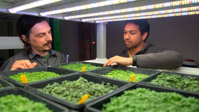 Akshay Ajagekar and Nicholas Kaczmar scrutinize baby lettuces in a greenhouse at Guterman Lab in Ithaca